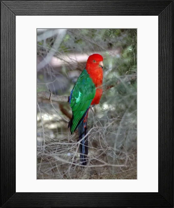 Framed Print : Australian King-Parrot male. (Female has green head, neck and breast. ) Kalbarri, W. Australia, in bird park. Distribution E. Australia Framed Print : Australian King-Parrot male. (Female has green head, neck and breast. ) Kalbarri, W. Australia, in bird park. Distribution E. Australia