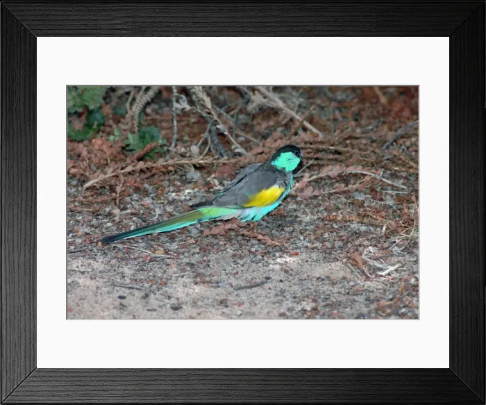 Framed Print : Hooded Parrot male foraging on ground. Sedentary, uncommon. Bird park, Kalbarri, W. Australia Framed Print : Hooded Parrot male foraging on ground. Sedentary, uncommon. Bird park, Kalbarri, W. Australia