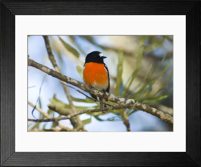 Framed Print : Scarlet Robin male. Common in forest, woodland and suburbs. Perth, W. Australia. Distribution: SE and SW Australia Framed Print : Scarlet Robin male. Common in forest, woodland and suburbs. Perth, W. Australia. Distribution: SE and SW Australia
