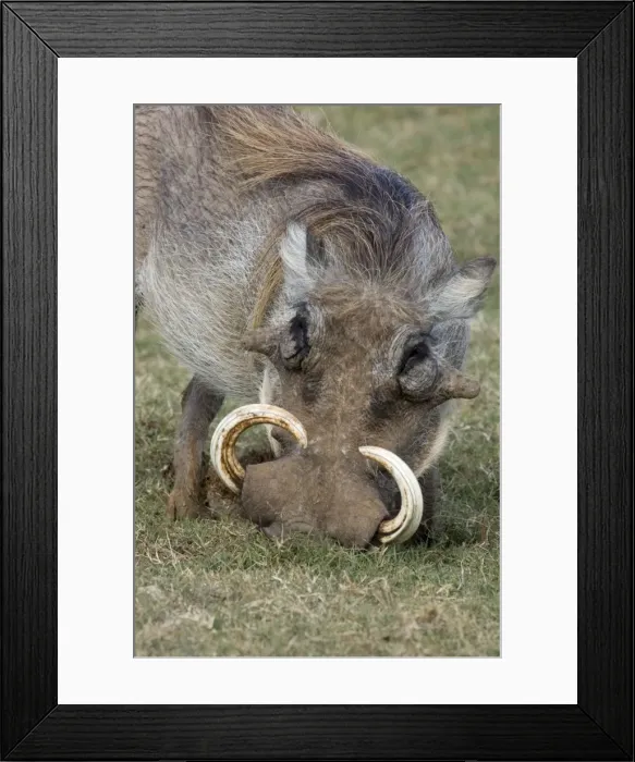 Framed Print : Warthog male with large tusks. Rooting for underground tubers. Addo Elephant National Park, E. Cape, South Africa Framed Print : Warthog male with large tusks. Rooting for underground tubers. Addo Elephant National Park, E. Cape, South Africa