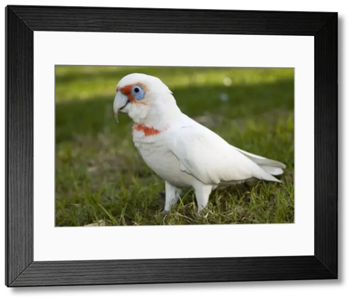 Framed Print : Western Corella. Inhabit tree-lined watercourses and adjacent plains. Flocks feed on ground and congregate in trees to strip leaves and roost. Uses long bill to dig for roots and corms. Abundant and widespread. Joondalup Park, Perth, W. Australia