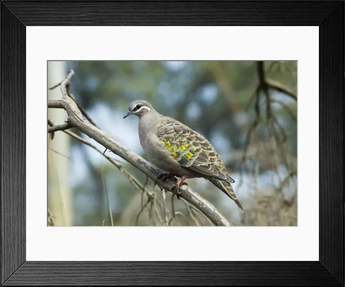 Framed Print : Common Bronzewing female. Common Australian endemic in diverse habitats. Caversham Wildlife Park, Perth, W. Australia Framed Print : Common Bronzewing female. Common Australian endemic in diverse habitats. Caversham Wildlife Park, Perth, W. Australia