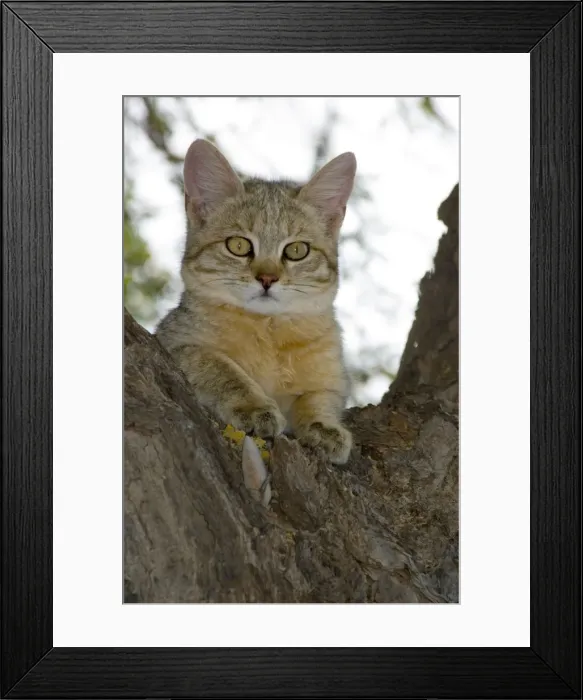 Framed Print : African Wild Cat - Kitten sheltering in camelthorn during heat of day. Predator of rodents and other small mammals, birds, amphibians, reptiles and invertebrates. Widespread. Kgalagadi Transfrontier Park, Northern Cape, South Africa Framed Print : African Wild Cat - Kitten sheltering in camelthorn during heat of day. Predator of rodents and other small mammals, birds, amphibians, reptiles and invertebrates. Widespread. Kgalagadi Transfrontier Park, Northern Cape, South Africa