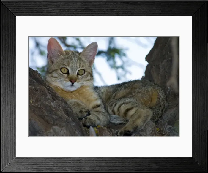 Framed Print : African Wild Cat - Kitten sheltering in camelthorn during heat of day. Predator of rodents and other small mammals, birds, amphibians, reptiles and invertebrates. Widespread. Kgalagadi Transfrontier Park Framed Print : African Wild Cat - Kitten sheltering in camelthorn during heat of day. Predator of rodents and other small mammals, birds, amphibians, reptiles and invertebrates. Widespread. Kgalagadi Transfrontier Park