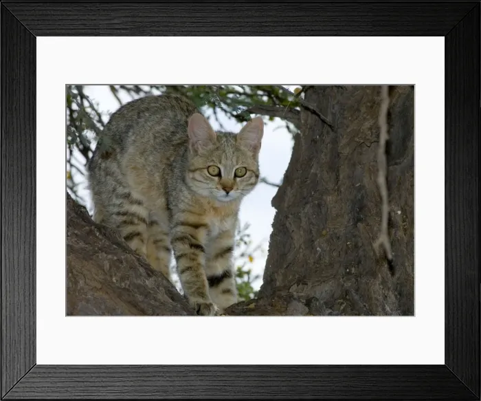 Framed Print : African Wild Cat - Kitten sheltering in camelthorn during heat of day. Predator of rodents and other small mammals, birds, amphibians, reptiles and invertebrates. Widespread. Kgalagadi Transfrontier Park, Northern Cape, South Africa Framed Print : African Wild Cat - Kitten sheltering in camelthorn during heat of day. Predator of rodents and other small mammals, birds, amphibians, reptiles and invertebrates. Widespread. Kgalagadi Transfrontier Park, Northern Cape, South Africa