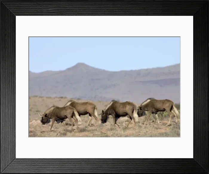 Framed Print : Black Wildebeest / White-tailed Gnu - Part of herd walking. Endemic in South Africa, Lesotho and Swaziland. Formerly brought to brink of extinction, now widely reintroduced. Mountain Zebra National Park, Eastern Cape, South Africa Framed Print : Black Wildebeest / White-tailed Gnu - Part of herd walking. Endemic in South Africa, Lesotho and Swaziland. Formerly brought to brink of extinction, now widely reintroduced. Mountain Zebra National Park, Eastern Cape, South Africa