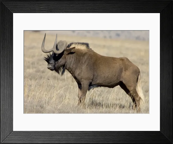 Framed Print : Black Wildebeest / White-tailed Gnu - Mature bull. Endemic in South Africa, Lesotho and Swaziland. Formerly brought to brink of extinction, now widely reintroduced. Mountain Zebra National Park, Eastern Cape, South Africa Framed Print : Black Wildebeest / White-tailed Gnu - Mature bull. Endemic in South Africa, Lesotho and Swaziland. Formerly brought to brink of extinction, now widely reintroduced. Mountain Zebra National Park, Eastern Cape, South Africa