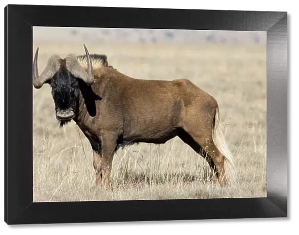 Black Wildebeest  /  White-tailed Gnu - Mature bull. Endemic in South Africa, Lesotho and Swaziland. Formerly brought to brink of extinction, now widely reintroduced. Mountain Zebra National Park, Eastern Cape, South Africa
