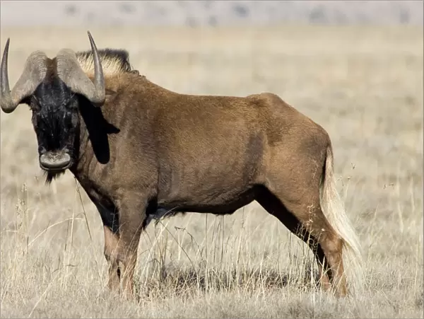 Black Wildebeest  /  White-tailed Gnu - Mature bull. Endemic in South Africa, Lesotho and Swaziland. Formerly brought to brink of extinction, now widely reintroduced. Mountain Zebra National Park, Eastern Cape, South Africa