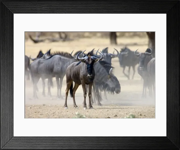 Framed Print : Brindled Gnu / Blue Wildebeest / Common Wildebeest / White-bearded Wildebeest - Herd waiting to drink at waterhole. Prefers open savanna woodland and grassland. Northern areas of southern Africa, Namibia, Angola and Zambia Framed Print : Brindled Gnu / Blue Wildebeest / Common Wildebeest / White-bearded Wildebeest - Herd waiting to drink at waterhole. Prefers open savanna woodland and grassland. Northern areas of southern Africa, Namibia, Angola and Zambia
