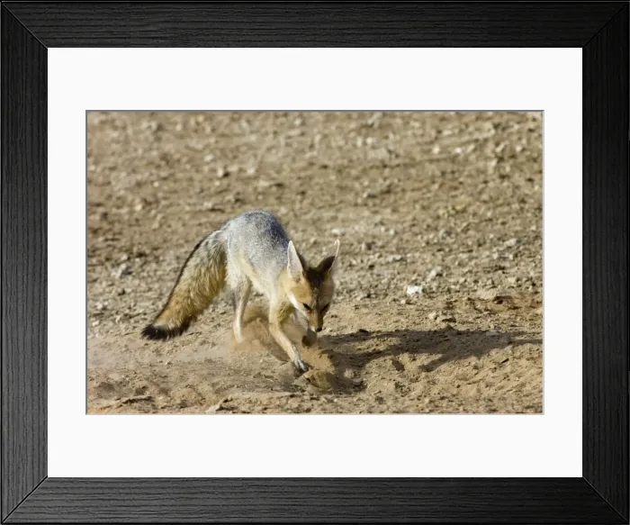 Framed Print : Cape Fox - Digging at burrow entrance. Nocturnal predator of invertebrates, rodents, reptiles and birds. Also wild fruit and carrion. Only true fox in subregion. Endemic in South Africa, Botswana, Namibia and SW Angola