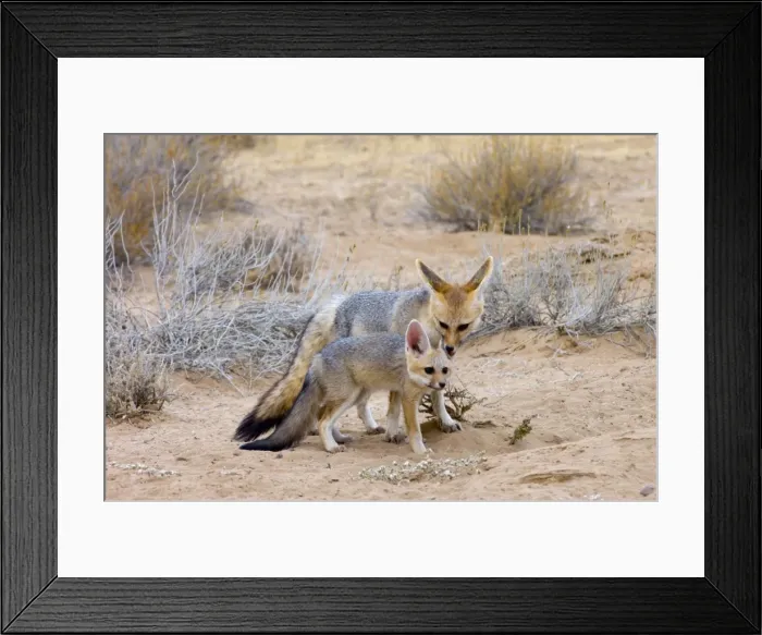 Framed Print : Cape Fox - Female grooming pup. Nocturnal predator of invertebrates, rodents, reptiles and birds. Also wild fruit and carrion. Only true fox in subregion. Endemic in South Africa, Botswana, Namibia and SW Angola Framed Print : Cape Fox - Female grooming pup. Nocturnal predator of invertebrates, rodents, reptiles and birds. Also wild fruit and carrion. Only true fox in subregion. Endemic in South Africa, Botswana, Namibia and SW Angola