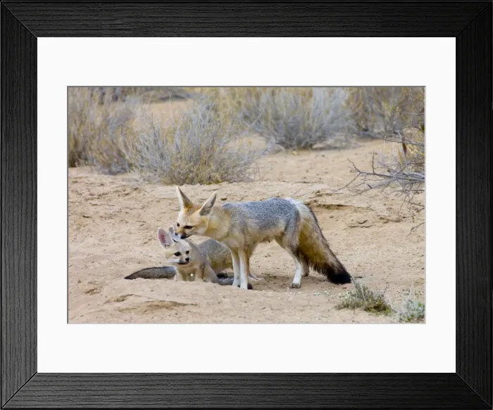 Framed Print : Cape Fox - Female grooming pup. Nocturnal predator of invertebrates, rodents, reptiles and birds. Also wild fruit and carrion. Only true fox in subregion. Endemic in South Africa, Botswana, Namibia and SW Angola Framed Print : Cape Fox - Female grooming pup. Nocturnal predator of invertebrates, rodents, reptiles and birds. Also wild fruit and carrion. Only true fox in subregion. Endemic in South Africa, Botswana, Namibia and SW Angola