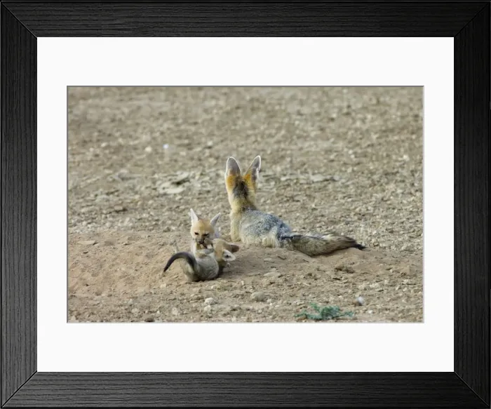 Framed Print : Cape Fox - Pups playing by adult. Nocturnal predator of invertebrates, rodents, reptiles and birds. Also wild fruit and carrion. Only true fox in subregion. Endemic in South Africa, Botswana, Namibia and SW Angola Framed Print : Cape Fox - Pups playing by adult. Nocturnal predator of invertebrates, rodents, reptiles and birds. Also wild fruit and carrion. Only true fox in subregion. Endemic in South Africa, Botswana, Namibia and SW Angola