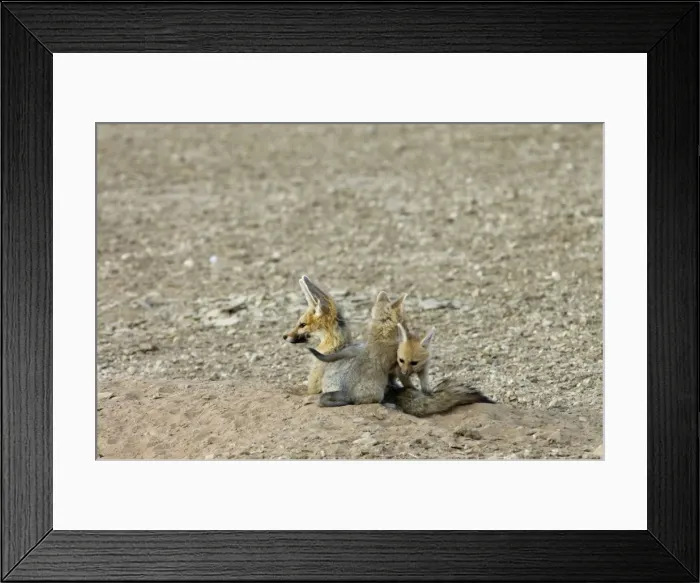 Framed Print : Cape Fox - Pups playing by adult. Nocturnal predator of invertebrates, rodents, reptiles and birds. Also wild fruit and carrion. Only true fox in subregion. Endemic in South Africa, Botswana, Namibia and SW Angola Framed Print : Cape Fox - Pups playing by adult. Nocturnal predator of invertebrates, rodents, reptiles and birds. Also wild fruit and carrion. Only true fox in subregion. Endemic in South Africa, Botswana, Namibia and SW Angola