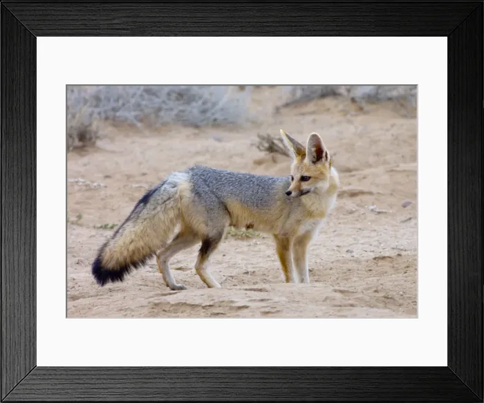 Framed Print : Cape Fox - Adult standing beside burrow entrance. Nocturnal predator of invertebrates, rodents, reptiles and birds. Also wild fruit and carrion. Only true fox in subregion. Endemic in South Africa, Botswana, Namibia and SW Angola Framed Print : Cape Fox - Adult standing beside burrow entrance. Nocturnal predator of invertebrates, rodents, reptiles and birds. Also wild fruit and carrion. Only true fox in subregion. Endemic in South Africa, Botswana, Namibia and SW Angola