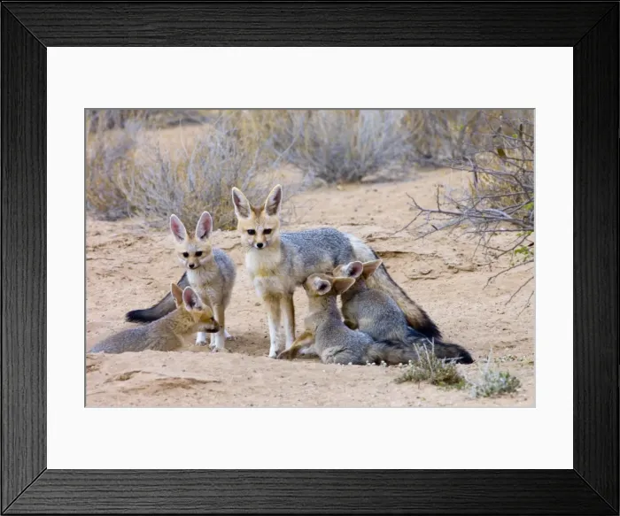 Framed Print : Cape Fox - Female suckling well-grown pups. Nocturnal predator of invertebrates, rodents, reptiles and birds. Also wild fruit and carrion. Only true fox in subregion. Endemic in South Africa, Botswana, Namibia and SW Angola Framed Print : Cape Fox - Female suckling well-grown pups. Nocturnal predator of invertebrates, rodents, reptiles and birds. Also wild fruit and carrion. Only true fox in subregion. Endemic in South Africa, Botswana, Namibia and SW Angola