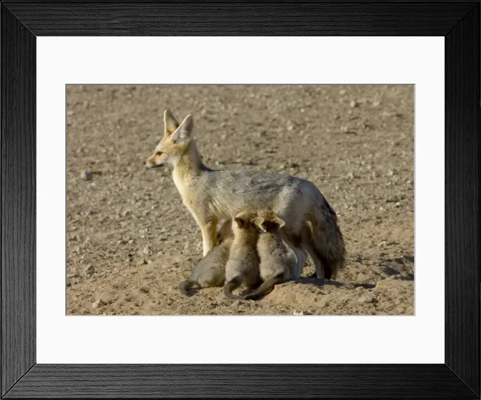 Framed Print : Cape Fox - Female suckling young pups. Nocturnal predator of invertebrates, rodents, reptiles and birds. Also wild fruit and carrion. Only true fox in subregion. Endemic in South Africa, Botswana, Namibia and SW Angola Framed Print : Cape Fox - Female suckling young pups. Nocturnal predator of invertebrates, rodents, reptiles and birds. Also wild fruit and carrion. Only true fox in subregion. Endemic in South Africa, Botswana, Namibia and SW Angola