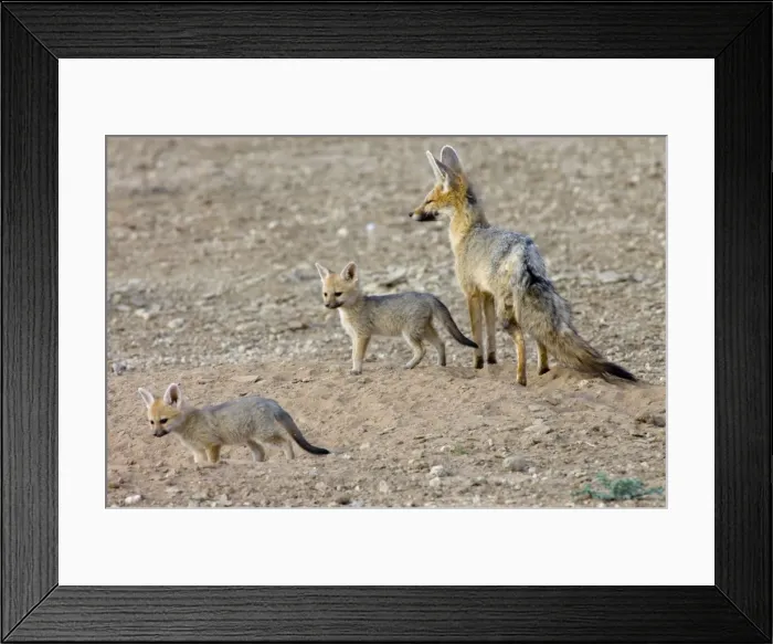 Framed Print : Cape Fox - Female with pups at burrow entrance. Nocturnal predator of invertebrates, rodents, reptiles and birds. Also wild fruit and carrion. Only true fox in subregion. Endemic in South Africa, Botswana, Namibia and SW Angola Framed Print : Cape Fox - Female with pups at burrow entrance. Nocturnal predator of invertebrates, rodents, reptiles and birds. Also wild fruit and carrion. Only true fox in subregion. Endemic in South Africa, Botswana, Namibia and SW Angola