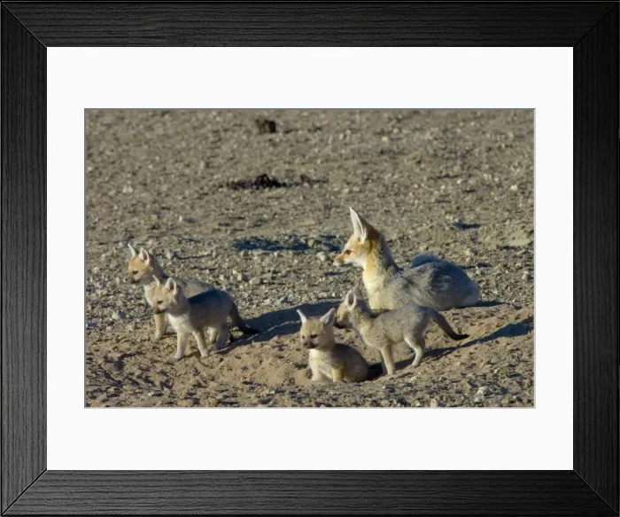Framed Print : Cape Fox - Female with pups at burrow entrance. Nocturnal predator of invertebrates, rodents, reptiles and birds. Also wild fruit and carrion. Only true fox in subregion. Endemic in South Africa, Botswana, Namibia and SW Angola