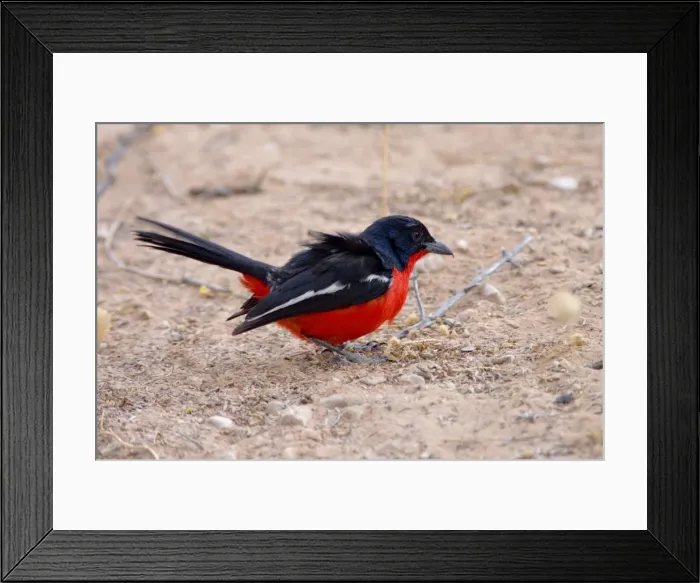 Framed Print : Crimson-breasted Shrike - Adult foraging on ground. Inhabits thornveld and semi-arid scrub. Feeds on invertebrates and small fruits. Near-endemic in southern Africa. Kgalagadi Transfrontier Park, Northern Cape, South Africa Framed Print : Crimson-breasted Shrike - Adult foraging on ground. Inhabits thornveld and semi-arid scrub. Feeds on invertebrates and small fruits. Near-endemic in southern Africa. Kgalagadi Transfrontier Park, Northern Cape, South Africa