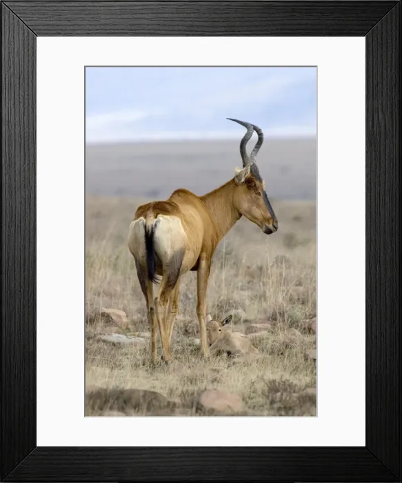 Framed Print : Red Hartebeest - Female with young calf. Inhabits savanna and open woodland. Now restricted to arid western areas of subregion, but has been widely reintroduced within former range. Mountain Zebra National Park, Eastern Cape, South Africa Framed Print : Red Hartebeest - Female with young calf. Inhabits savanna and open woodland. Now restricted to arid western areas of subregion, but has been widely reintroduced within former range. Mountain Zebra National Park, Eastern Cape, South Africa