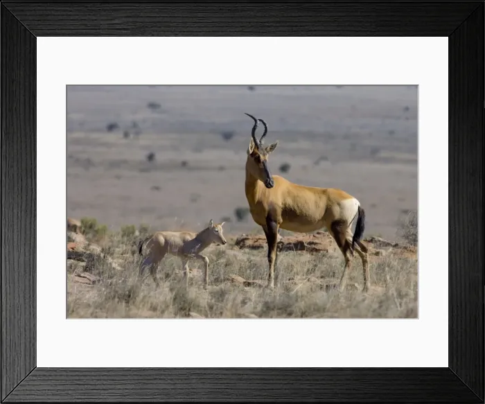 Framed Print : Red Haretebeest - Female with young calf. Inhabits savanna and open woodland. Now restricted to arid western areas of subregion, but has been widely reintroduced within former range. Mountain Zebra National Park, Eastern Cape, South Africa Framed Print : Red Haretebeest - Female with young calf. Inhabits savanna and open woodland. Now restricted to arid western areas of subregion, but has been widely reintroduced within former range. Mountain Zebra National Park, Eastern Cape, South Africa