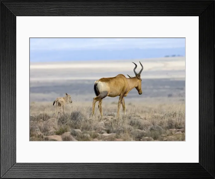 Framed Print : Red Hartebeest - Female with young calf. Inhabits savanna and open woodland. Now restricted to arid western areas of subregion, but has been widely reintroduced within former range. Mountain Zebra National Park, Eastern Cape, South Africa Framed Print : Red Hartebeest - Female with young calf. Inhabits savanna and open woodland. Now restricted to arid western areas of subregion, but has been widely reintroduced within former range. Mountain Zebra National Park, Eastern Cape, South Africa