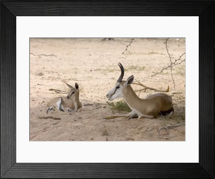 Framed Print : Springbok - Male resting in shade with lamb. Grazes and browses, also digging up roots and bulbs. Inhabits open, arid plains and savanna. Kgalagadi Transfrontier Park, Northern Cape, South Africa Framed Print : Springbok - Male resting in shade with lamb. Grazes and browses, also digging up roots and bulbs. Inhabits open, arid plains and savanna. Kgalagadi Transfrontier Park, Northern Cape, South Africa