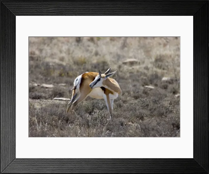 Framed Print : Springbok - Youngster grooming. Grazes and browses, also digging up roots and bulbs. Inhabits open, arid plains and savanna. Mountain Zebra National Park, Eastern Cape, South Africa Framed Print : Springbok - Youngster grooming. Grazes and browses, also digging up roots and bulbs. Inhabits open, arid plains and savanna. Mountain Zebra National Park, Eastern Cape, South Africa