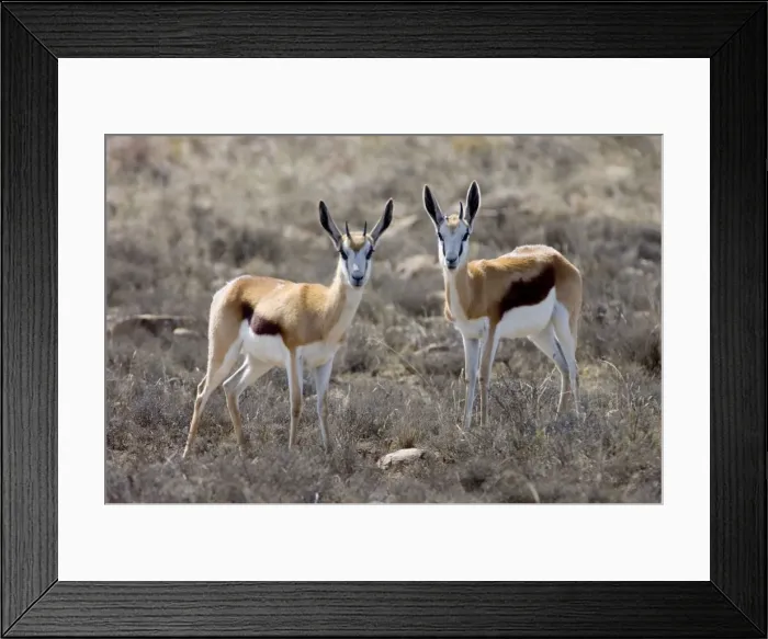 Framed Print : Springbok - Pair of alert youngsters. Grazes and browses, also digging up roots and bulbs. Inhabits open, arid plains and savanna. Mountain Zebra National Park, Eastern Cape, South Africa Framed Print : Springbok - Pair of alert youngsters. Grazes and browses, also digging up roots and bulbs. Inhabits open, arid plains and savanna. Mountain Zebra National Park, Eastern Cape, South Africa