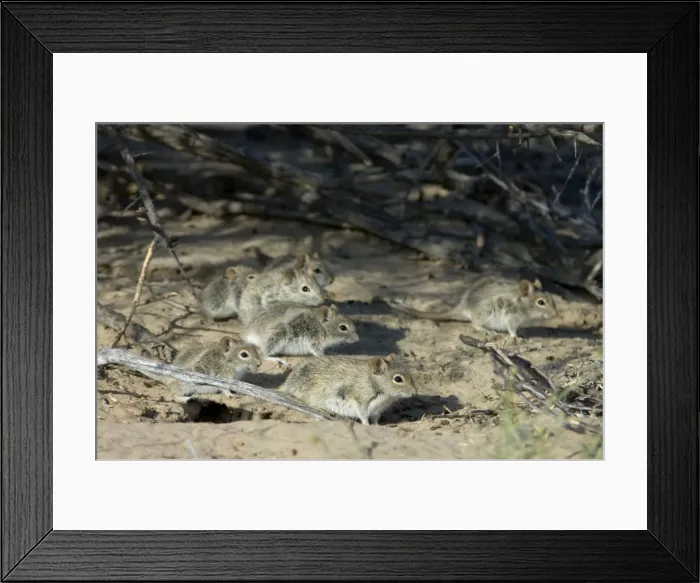 Framed Print : Striped Mice - Individuals aggregating under bushes. Feeds mainly on seeds, also other plant parts and insects. Widespread and common, with wide ranging habitat requirement. Kgalagadi Transfrontier Park, Northern Cape, South Africa Framed Print : Striped Mice - Individuals aggregating under bushes. Feeds mainly on seeds, also other plant parts and insects. Widespread and common, with wide ranging habitat requirement. Kgalagadi Transfrontier Park, Northern Cape, South Africa