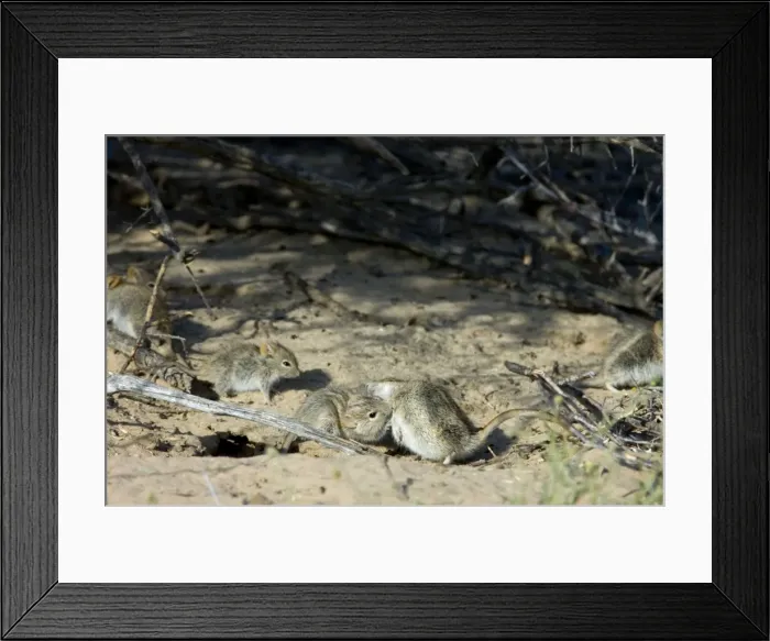 Framed Print : Striped Mice - Individuals aggregating and grooming under bushes. Feed mainly on seeds, also other plant parts and insects. Widespread and common, with wide ranging habitat requirement. Kgalagadi Transfrontier Park, Northern Cape, South Africa Framed Print : Striped Mice - Individuals aggregating and grooming under bushes. Feed mainly on seeds, also other plant parts and insects. Widespread and common, with wide ranging habitat requirement. Kgalagadi Transfrontier Park, Northern Cape, South Africa