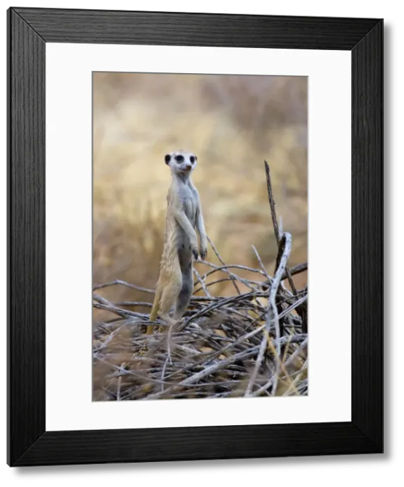 Framed Print : Suricate / Meerkat - Sentry keeping watch for predators. Preys mainly on arthropods, also reptiles obtained by digging. Inhabits open, arid country. Kgalagadi Trandfrontier Park, Northern Cape, South Africa Framed Print : Suricate / Meerkat - Sentry keeping watch for predators. Preys mainly on arthropods, also reptiles obtained by digging. Inhabits open, arid country. Kgalagadi Trandfrontier Park, Northern Cape, South Africa