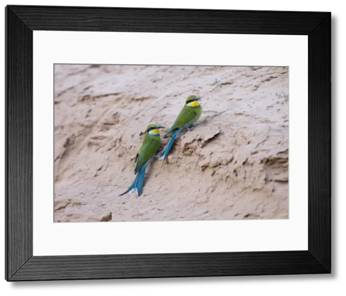 Framed Print : Swallow-tailed Bee-eaters - Adults resting on roadside bank. Prey consists of insects caught on the wing or taken from flowers. Inhabits savanna woodland, usually on Kalahari sand. Kgalagadi Trnasfrontier Park, Northern Cape, South Africa Framed Print : Swallow-tailed Bee-eaters - Adults resting on roadside bank. Prey consists of insects caught on the wing or taken from flowers. Inhabits savanna woodland, usually on Kalahari sand. Kgalagadi Trnasfrontier Park, Northern Cape, South Africa