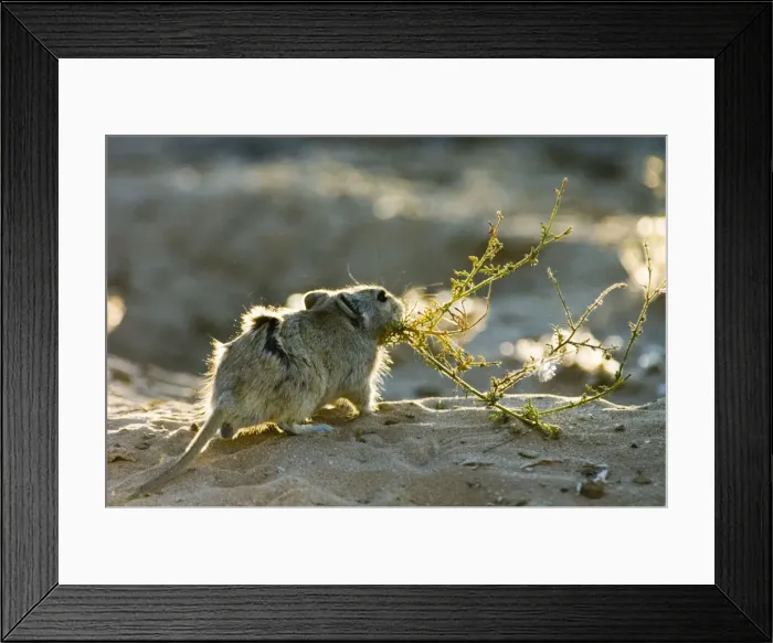 Framed Print : Brants's Whistling Rat - Carrying green plant material to burrow. Feed on leaves of succulents and other green plant food, also seeds and flowers. Diurnal species, commonly living in colonies. Inhabits arid, sandy environments Framed Print : Brants's Whistling Rat - Carrying green plant material to burrow. Feed on leaves of succulents and other green plant food, also seeds and flowers. Diurnal species, commonly living in colonies. Inhabits arid, sandy environments