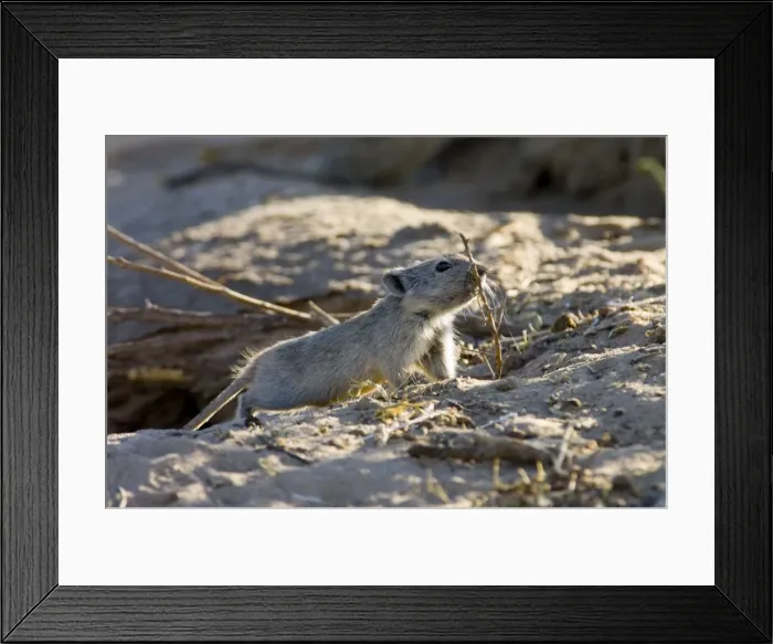 Framed Print : Brants's Whistling Rat - Carrying sticks to burrow. Feed on leaves of succulents and other green plant food, also seeds and flowers. Diurnal species, commonly living in colonies. Inhabits arid, sandy environments. Endemic in southern Africa Framed Print : Brants's Whistling Rat - Carrying sticks to burrow. Feed on leaves of succulents and other green plant food, also seeds and flowers. Diurnal species, commonly living in colonies. Inhabits arid, sandy environments. Endemic in southern Africa
