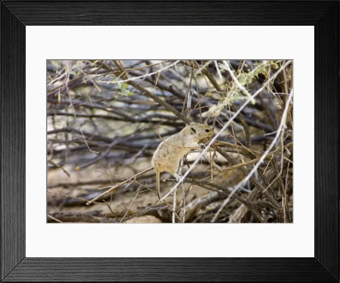 Framed Print : Brants's Whistling Rat - Climbing into bush to collect twigs. Feed on leaves of succulents and other green plant food, also seeds and flowers. Diurnal species, commonly living in colonies. Inhabits arid, sandy environments Framed Print : Brants's Whistling Rat - Climbing into bush to collect twigs. Feed on leaves of succulents and other green plant food, also seeds and flowers. Diurnal species, commonly living in colonies. Inhabits arid, sandy environments