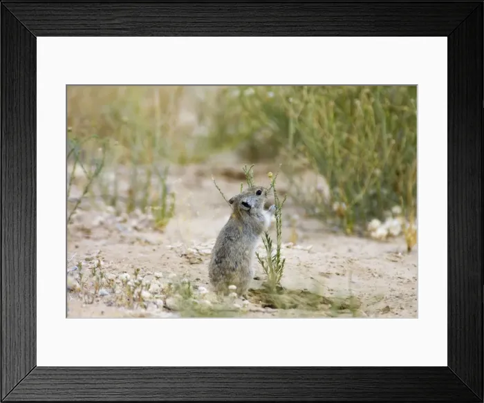 Framed Print : Brants's Whistling Rat - Collecting green plant material (Chrysocoma obtusata; Asteraceae). Feed on leaves of succulents and other green plant food, also seeds and flowers. Diurnal species, commonly living in colonies Framed Print : Brants's Whistling Rat - Collecting green plant material (Chrysocoma obtusata; Asteraceae). Feed on leaves of succulents and other green plant food, also seeds and flowers. Diurnal species, commonly living in colonies