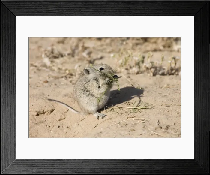 Framed Print : Brants's Whistling Rat - Eating plant at burrow entrance. Feed on leaves of succulents and other green plant food, also seeds and flowers. Diurnal species, commonly living in colonies. Inhabits arid, sandy environments Framed Print : Brants's Whistling Rat - Eating plant at burrow entrance. Feed on leaves of succulents and other green plant food, also seeds and flowers. Diurnal species, commonly living in colonies. Inhabits arid, sandy environments