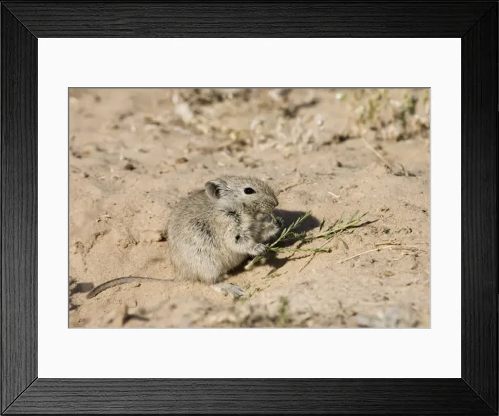Framed Print : Brants's Whistling Rat - Eating plant at burrow entrance. Feed on leaves of succulents and other green plant food, also seeds and flowers. Diurnal species, commonly living in colonies. Inhabits arid, sandy environments Framed Print : Brants's Whistling Rat - Eating plant at burrow entrance. Feed on leaves of succulents and other green plant food, also seeds and flowers. Diurnal species, commonly living in colonies. Inhabits arid, sandy environments