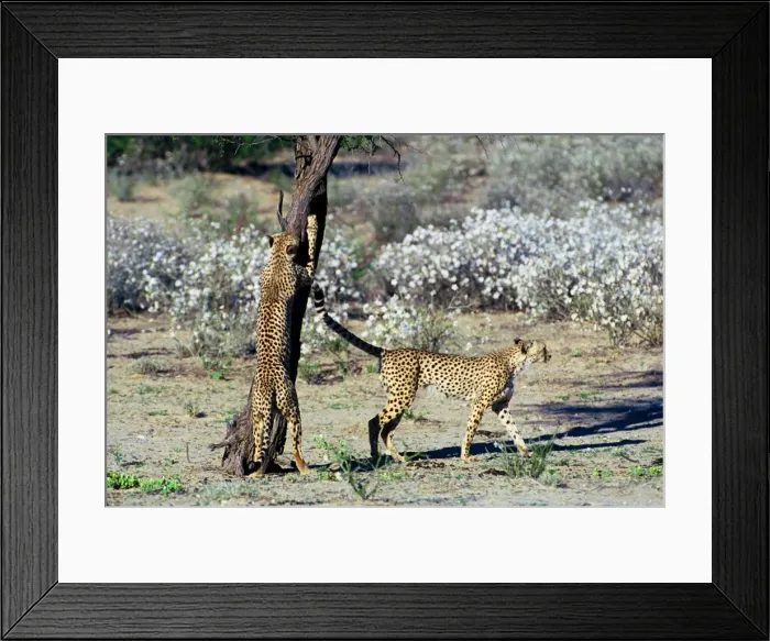 Framed Print : Cheetah - Coalition of two male cheetahs scent marking and clawing tree trunk observation post. Kgalagadi Transfrontier Park, Northen Cape, South Africa Framed Print : Cheetah - Coalition of two male cheetahs scent marking and clawing tree trunk observation post. Kgalagadi Transfrontier Park, Northen Cape, South Africa