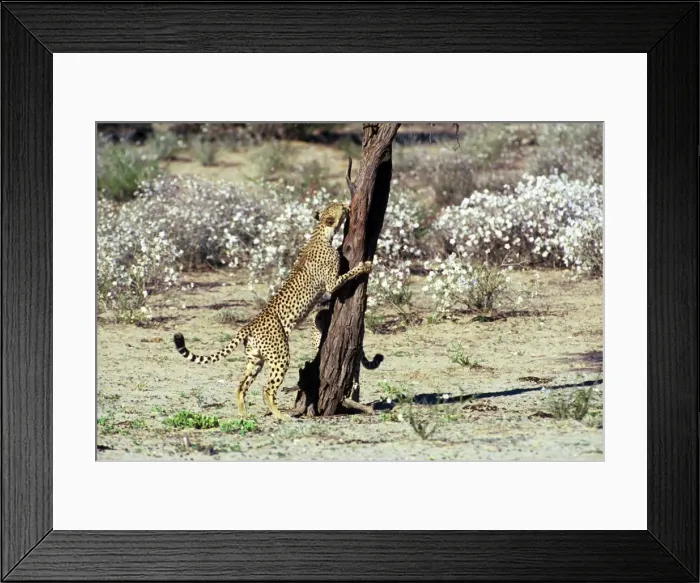 Framed Print : Cheetah - Coalition of two male cheetahs, one clawing tree trunk observation post. Kgalagadi Transfrontier Park, Northern Cape, South Africa Framed Print : Cheetah - Coalition of two male cheetahs, one clawing tree trunk observation post. Kgalagadi Transfrontier Park, Northern Cape, South Africa