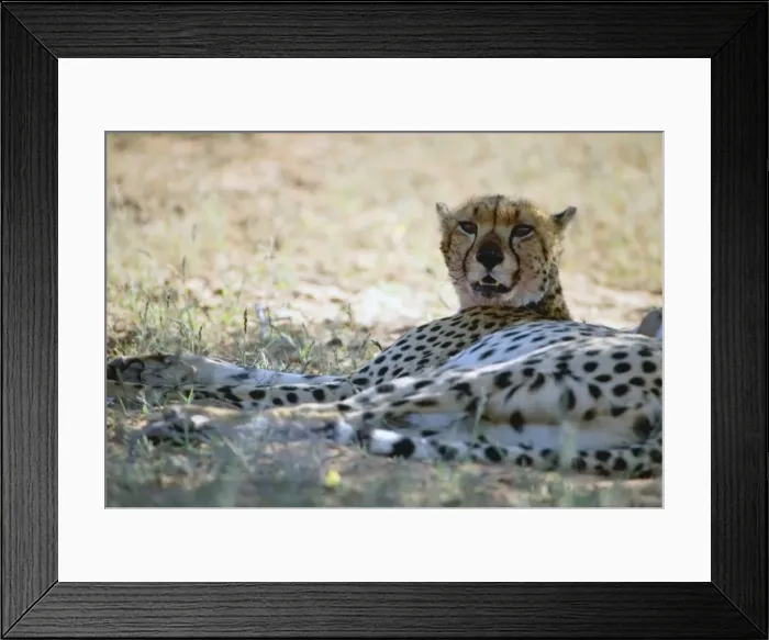 Framed Print : Cheetah resting in shade during heat of day. Diurnal predator of small antelopes and gazelles caught by stalking followed by high speed sprint. Widely but sparsely distributed in savannas and arid areas south of the Sahara Framed Print : Cheetah resting in shade during heat of day. Diurnal predator of small antelopes and gazelles caught by stalking followed by high speed sprint. Widely but sparsely distributed in savannas and arid areas south of the Sahara