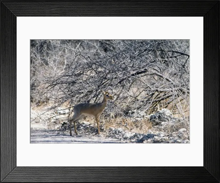 Framed Print : Kirk's dik-dik sheltering in shade of bush. Typical concentrate selector, feeding on leaves, shoots and fruits. Occurs in Northwest Namibia and Southwest Angola. Etosha National Park, Namibia Framed Print : Kirk's dik-dik sheltering in shade of bush. Typical concentrate selector, feeding on leaves, shoots and fruits. Occurs in Northwest Namibia and Southwest Angola. Etosha National Park, Namibia