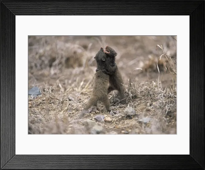 Framed Print : Dwarf Mongoose fight - Probably a resident male fighting with an immigrant male. Diurnal, living in troops. Feeds on insects and other invertebrates; also reptiles, birds and their eggs and rodents Framed Print : Dwarf Mongoose fight - Probably a resident male fighting with an immigrant male. Diurnal, living in troops. Feeds on insects and other invertebrates; also reptiles, birds and their eggs and rodents