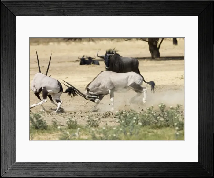 Framed Print : Gemsbok fight - Bulls fighting at waterhole in competition for female. Subspecies inhabits South West Arid Zones of Africa preferring level stony plains also ranging over sand dunes and rocky mountains Framed Print : Gemsbok fight - Bulls fighting at waterhole in competition for female. Subspecies inhabits South West Arid Zones of Africa preferring level stony plains also ranging over sand dunes and rocky mountains