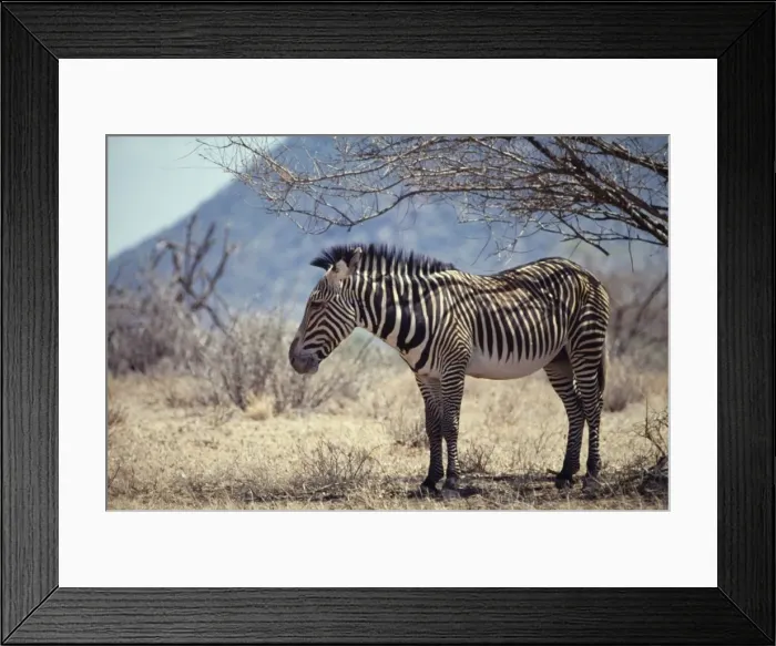 Framed Print : Grevy's zebra - sheltering in shade of tree. Confined to Somali Arid Zone, inhabiting Acacia-Commiphora thornbush. Samburu Game Reserve, Kenya Framed Print : Grevy's zebra - sheltering in shade of tree. Confined to Somali Arid Zone, inhabiting Acacia-Commiphora thornbush. Samburu Game Reserve, Kenya