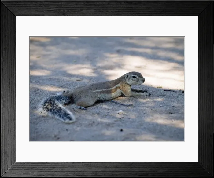 Framed Print : Ground squirrrel offloading body heat through belly by lying on cool sand in shade. Kgalagadi Transfrontier Park, Northern Cape, South Africa Framed Print : Ground squirrrel offloading body heat through belly by lying on cool sand in shade. Kgalagadi Transfrontier Park, Northern Cape, South Africa