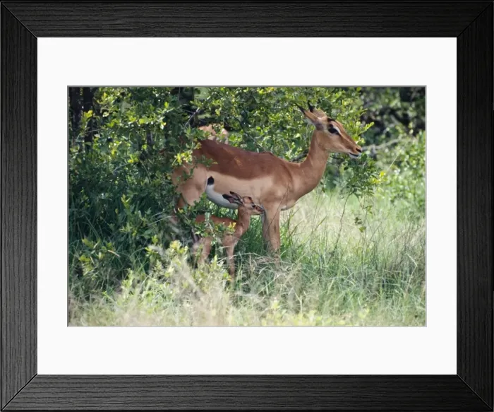 Framed Print : Impala resting in shade with young fawn. Diverse diet, taking monocots and dicots. A southern savanna antelope. Kruger National Park, Mpumalanga, South Africa Framed Print : Impala resting in shade with young fawn. Diverse diet, taking monocots and dicots. A southern savanna antelope. Kruger National Park, Mpumalanga, South Africa